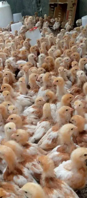Kuku Wachanga wa Kenchick (500) Wenye Mwezi Mmoja