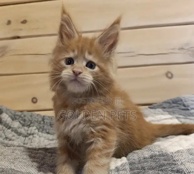 Purebred Maine Coon Kitten - 1-3 Months - 1