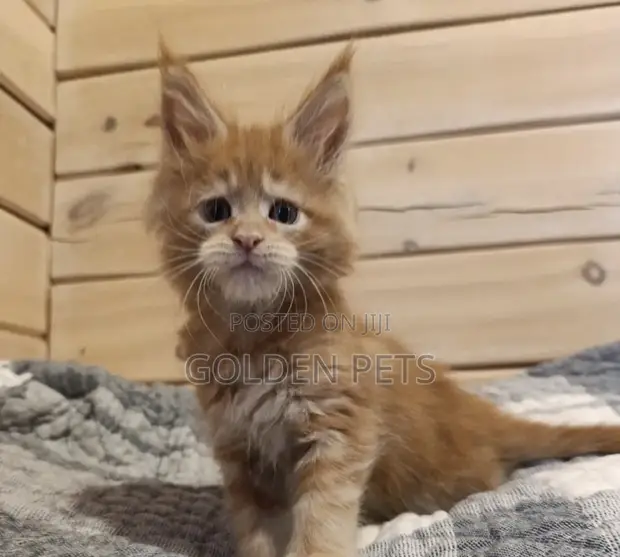 Purebred Maine Coon Kitten (1-3 Months) - 1