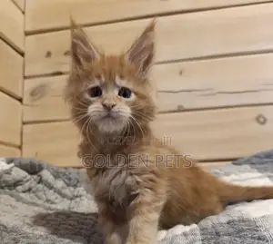 Paka Mzazi wa Maine Coon (Miezi 1-3)
