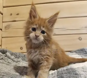 Kitten Mzazi wa Maine Coon - Miezi 1-3