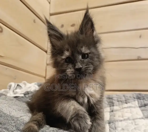 Purebred Maine Coon Kitten - 1-3 Months Old - 1