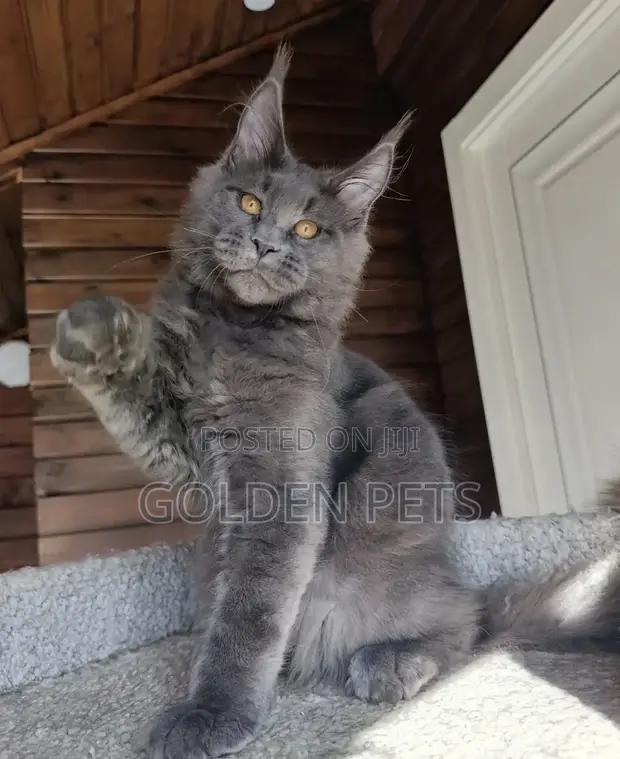 Purebred Maine Coon Kitten (6-12 Months) - 1
