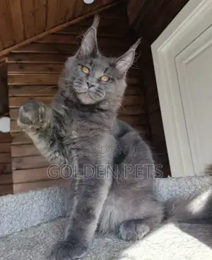 Kitten wa Maine Coon Safi (Miezi 6-12)