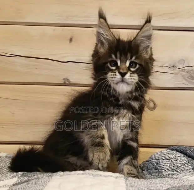 Purebred Maine Coon Kitten - 3-6 Months Female - 1