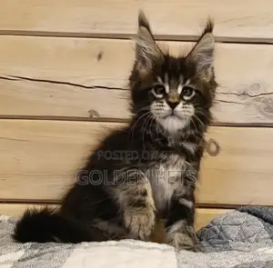 Kitten Mzazi wa Maine Coon - Kike wa Miezi 3-6