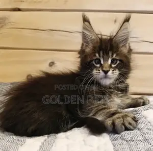 Kitten wa Kike wa Maine Coon Safi (Miezi 1-3)