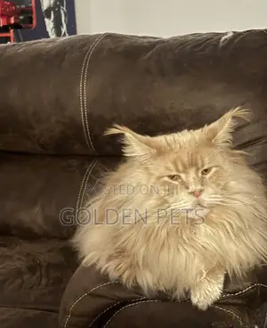 Paka Mume wa Maine Coon Safi, Zaidi ya Mwaka 1