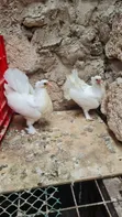 Njiwa wa Funtail - Wanapatikana Hivi Karibuni - 2
