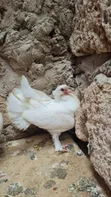 Njiwa wa Funtail - Wanapatikana Hivi Karibuni - 3