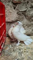 Njiwa wa Funtail - Wanapatikana Hivi Karibuni - 4