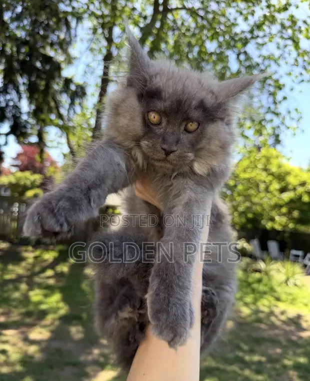 3-6 Month Male Purebred Maine Coon - 1