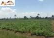 Njoro, Rumwe - Kiwanja Bora cha 1/4 Acre kwa Uuzaji - 2