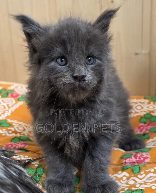 Female Purebred Maine Coon Kitten (1-3 Months) - 1