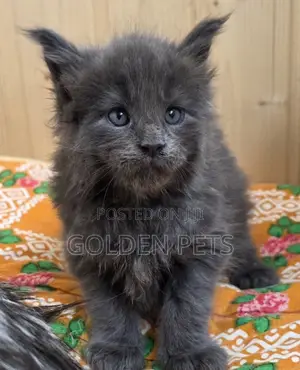 Kitten wa Maine Coon Safi wa Kike (Miezi 1-3)