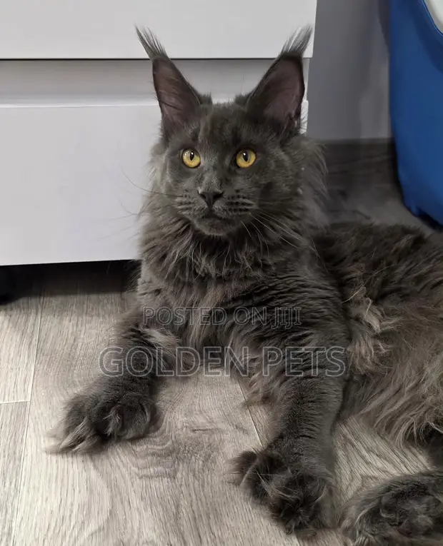 Purebred Maine Coon Female, 6-12 Months - 1