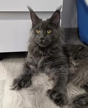 Kitten Mmoja wa Kiume wa Maine Coon Safi, Miezi 6-12