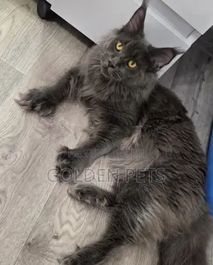 Kitten Mwenye Pembe za Maine Coon wa Kike, Miezi 6-12