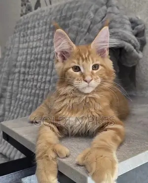 Paka Mzazi wa Maine Coon - Miezi 3-6