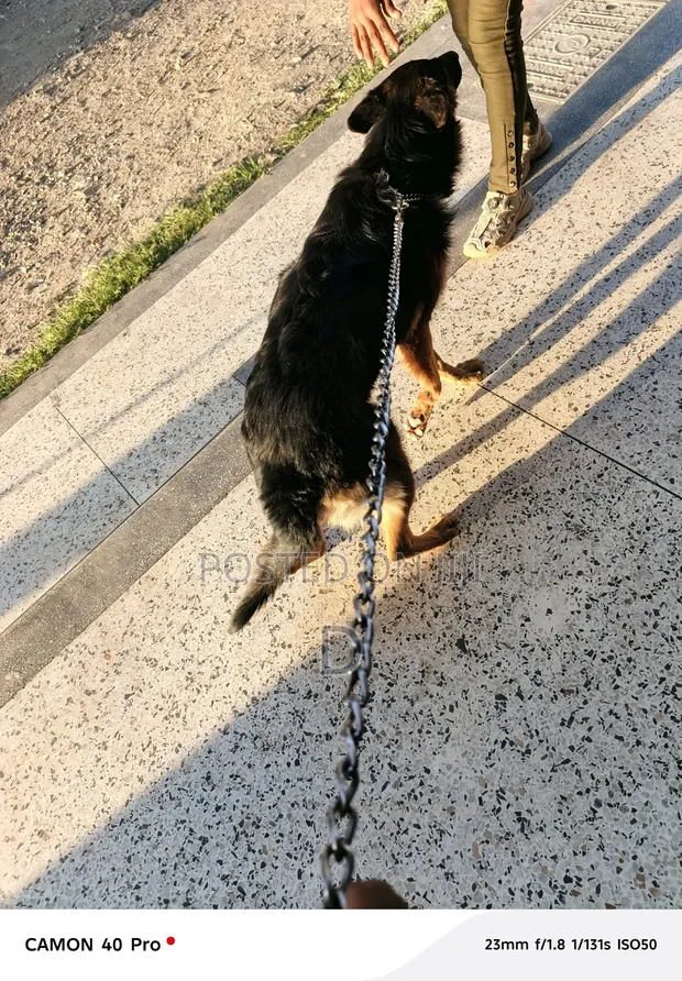 Purebred German Shepherd, 1+ Year Male - 1