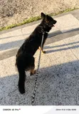 Purebred German Shepherd, 1+ Year Male - 2