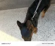 Purebred German Shepherd, 1+ Year Male - 3