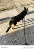 Purebred German Shepherd, 1+ Year Male - 4