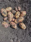 Viazi vya Alpha Foods - 2