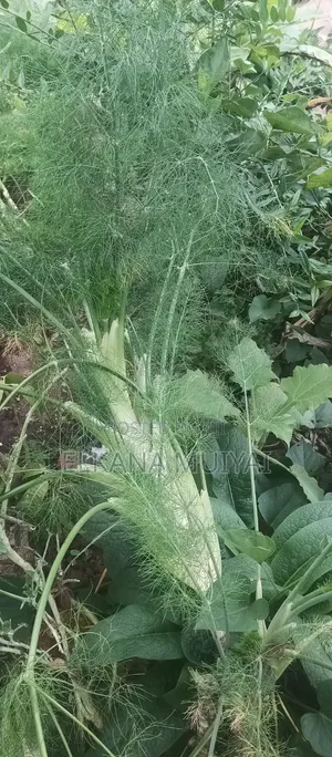 Fennel Herb Safi