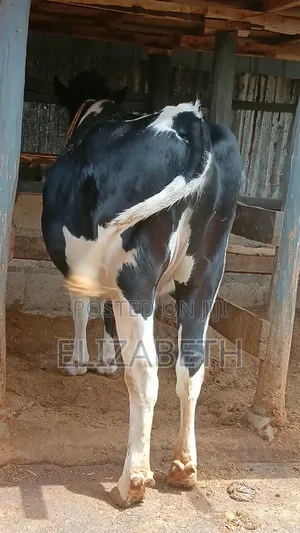 Beth Dairy Farm - Ng'ombe Wajawazito