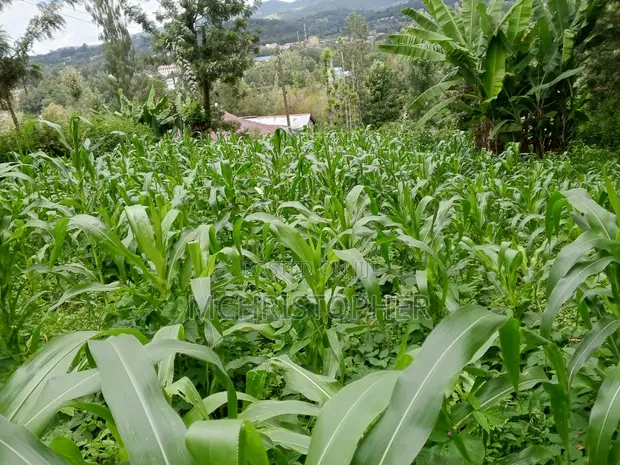 Quarter Acre Residential Land for Sale in Ngong - 1