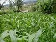 Quarter Acre Residential Land for Sale in Ngong - 1