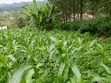 Quarter Acre Residential Land for Sale in Ngong - 2