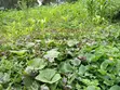 Quarter Acre Residential Land for Sale in Ngong - 4