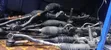 Ex-Japan Steering Rack ya Toyota Corolla Fielder - 5