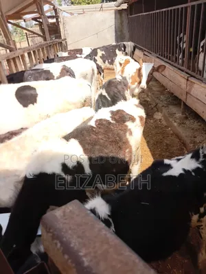 Bethdairy Heifers - Best Quality