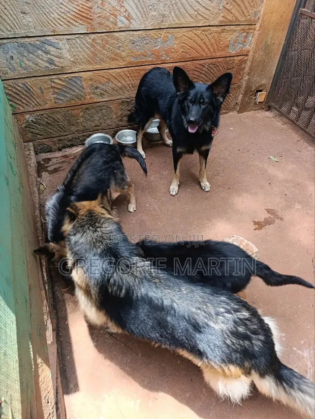 German Shepherd Mwenye Safi wa Kike, Miezi 3-6 - 1