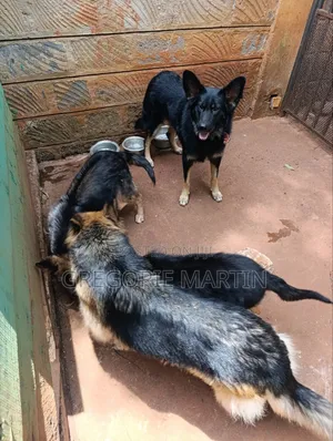 German Shepherd Mwenye Safi wa Kike, Miezi 3-6