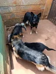 German Shepherd Mwenye Safi wa Kike, Miezi 3-6 - 1
