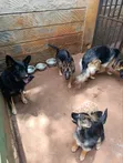 German Shepherd Mwenye Safi wa Kike, Miezi 3-6 - 2
