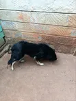 German Shepherd Mwenye Safi wa Kike, Miezi 3-6 - 3