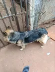 German Shepherd Mwenye Safi wa Kike, Miezi 3-6 - 4