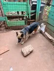 German Shepherd Mwenye Safi wa Kike, Miezi 3-6 - 5