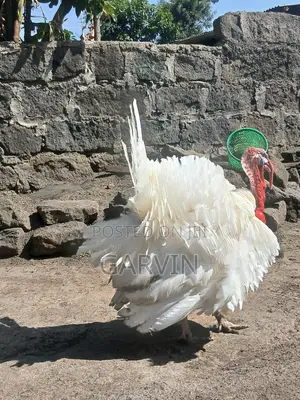 Pair of White Holland Turkeys