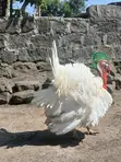 Pair of White Holland Turkeys - 1
