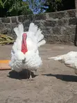 Pair of White Holland Turkeys - 2