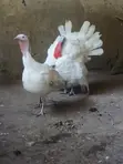 Pair of White Holland Turkeys - 3