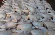 Fresh Broiler Chicken - 1