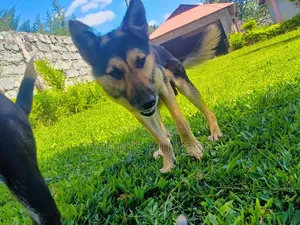 Purebred German Shepherd, 6-12 Months Male