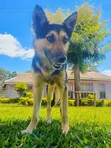 Kibwa German Shepherd Safi, Wanaume Miezi 6-12 - 2